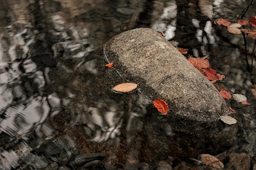 Autumn Leaves and Stone on Water