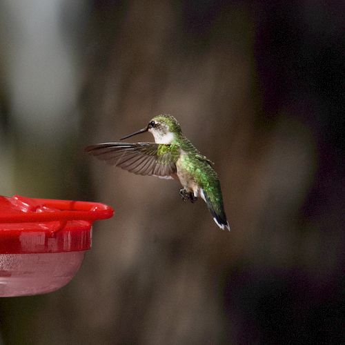 Free Close-up of a hummingbird feeding at a red feeder in a backyard, vibrant wildlife capture. Stock Photo