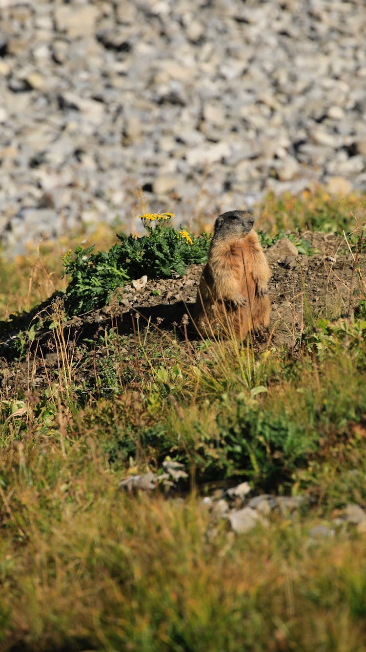 Alerted Observant Groundhog 