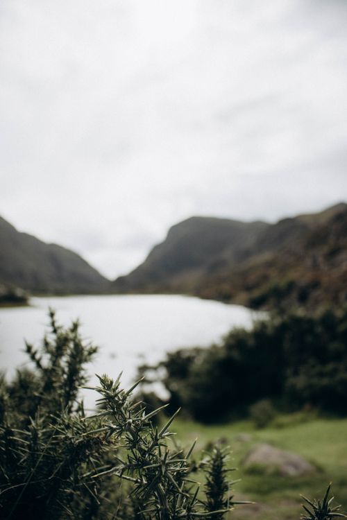 Free Peaceful lake in a mountainous landscape with foreground spiky plants and lush greenery. Stock Photo