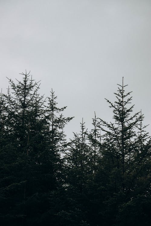 Gratis stockfoto met bomen, deprimerend, evergreen