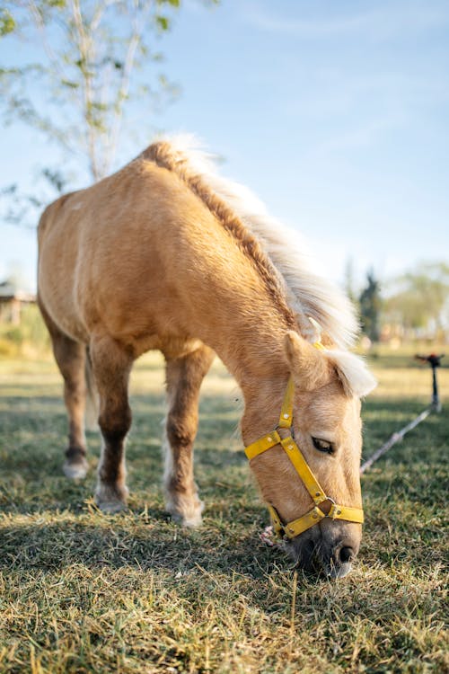 Δωρεάν στοκ φωτογραφιών με αγρόκτημα, άλογο, άλογο φιόρδ