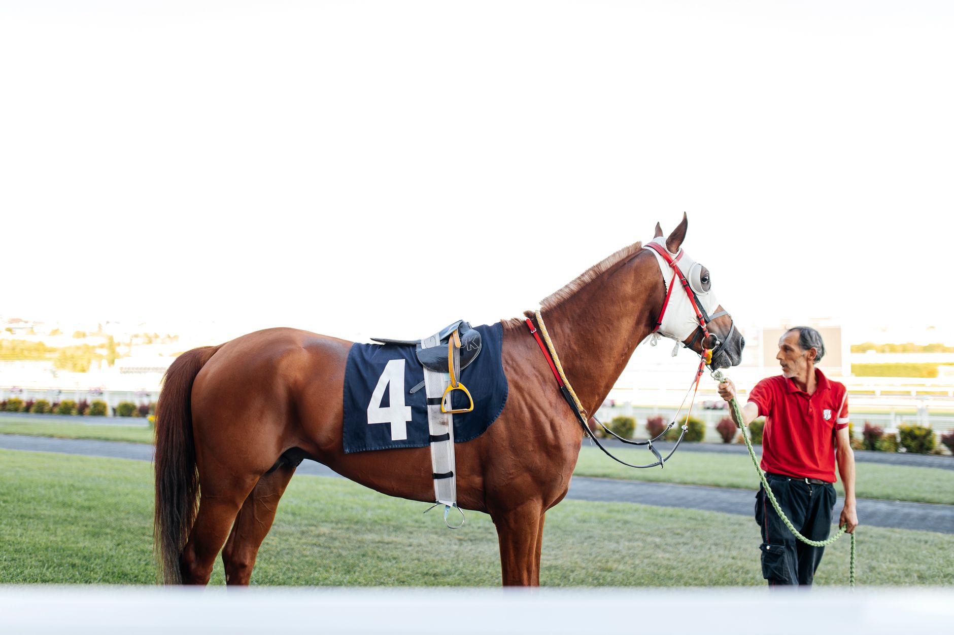 Trainer with chestnut racehorse ready for competition on sunny day.