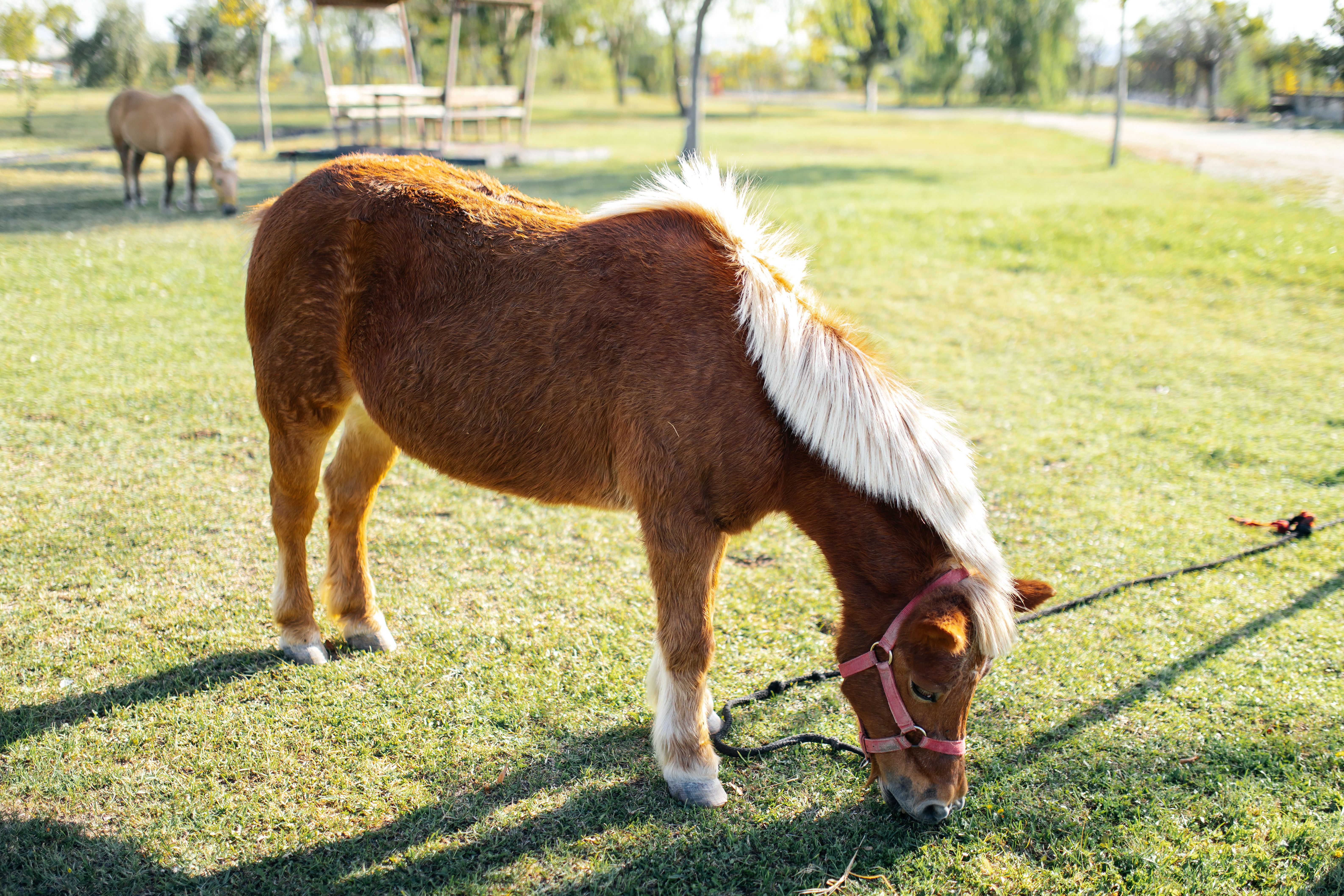 Healthcare and wellness consultation for a horse