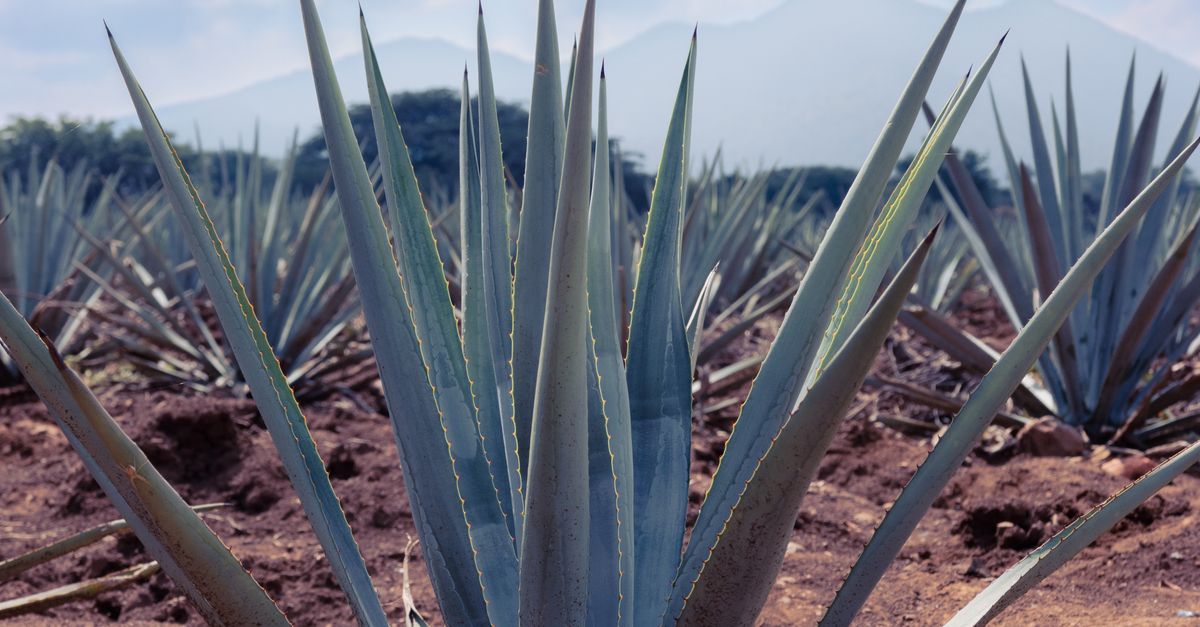 Agave Rural Bank Foto de stock gratuita sobre agave, agave americana, agave azul, agaves ...