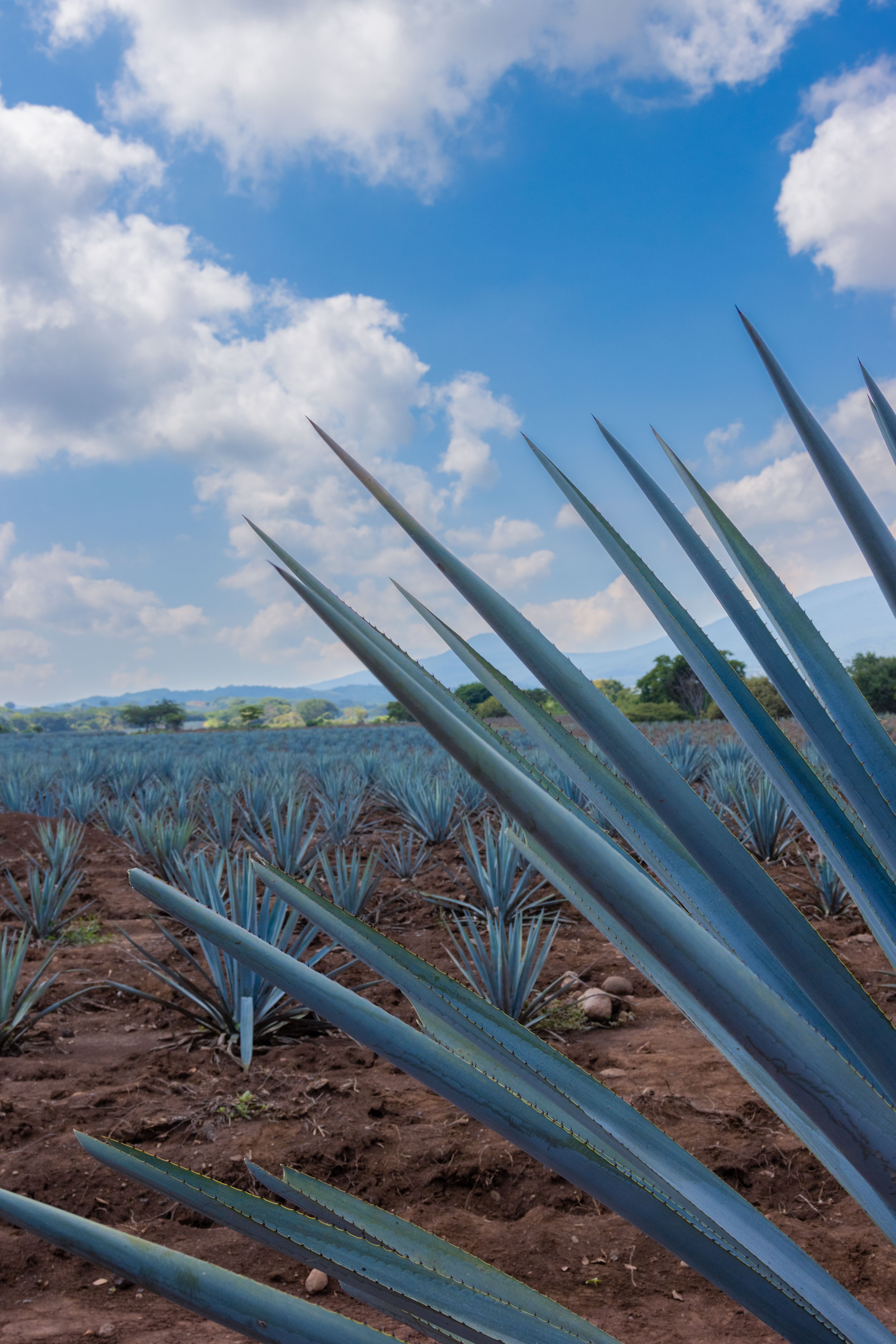 Foto de stock gratuita sobre agave, agricultura, al aire libre, américa ...