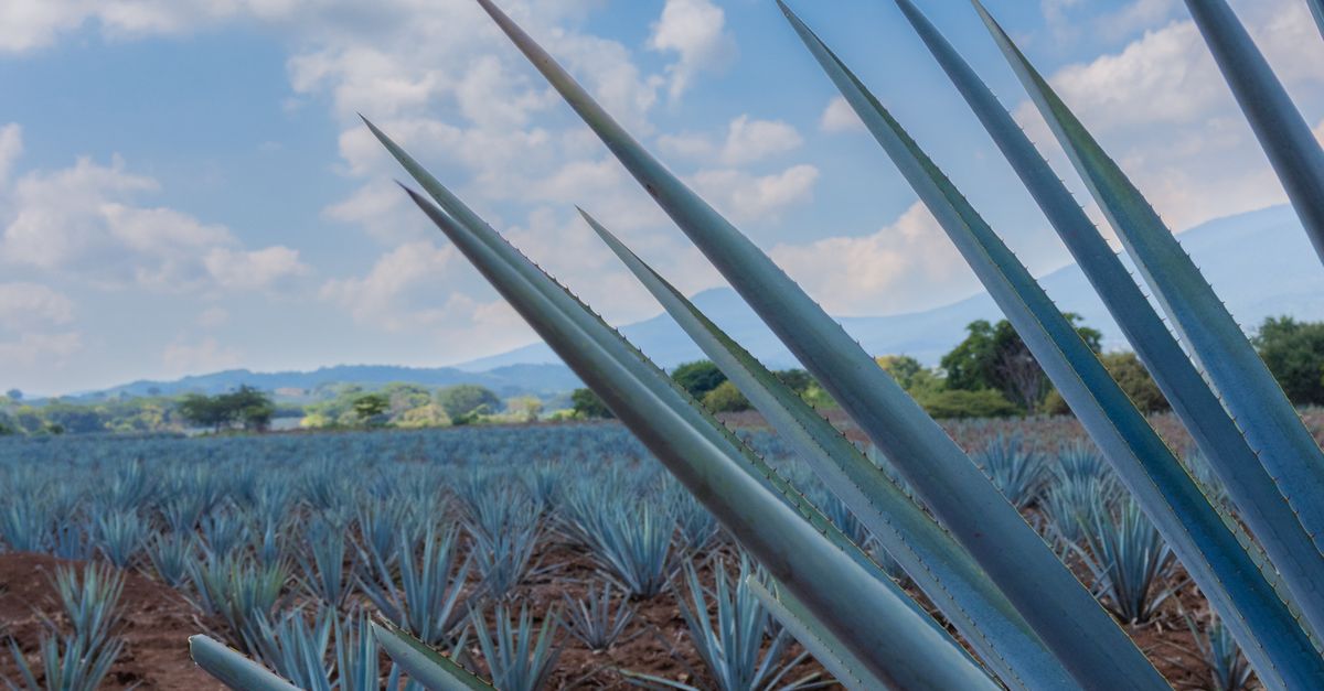 Agave Rural Bank Foto de stock gratuita sobre agave, agricultura, al aire libre, américa ...