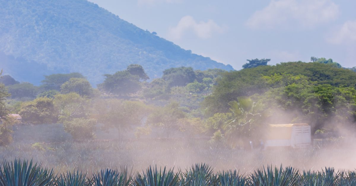Agave Rural Bank Foto de stock gratuita sobre agave, agave azul, agricultura, al aire ...