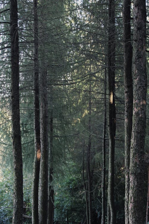Darmowe zdjęcie z galerii z drewno, drzewa, jasny