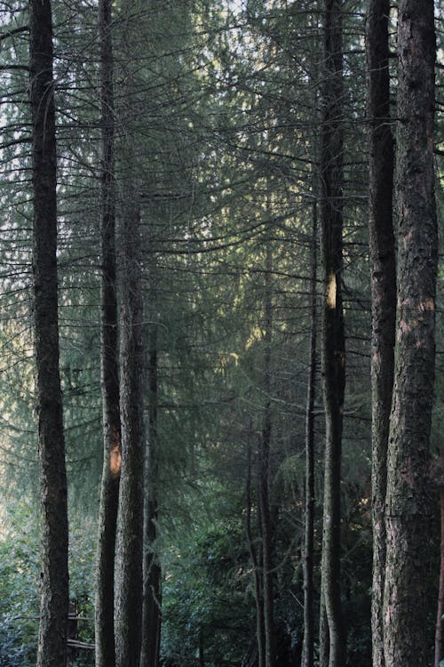 Trees in the Forest