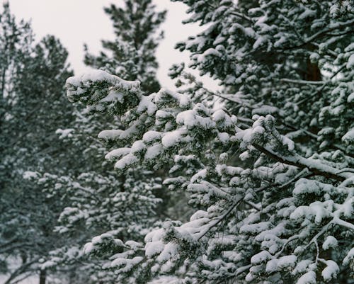 감기, 겨울, 나무의 무료 스톡 사진