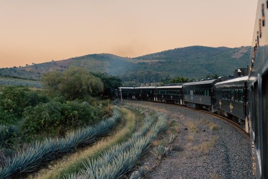 Vintage train traveling through agave plantations and hills in Tequila, Mexico at sunset.