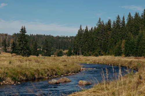 Foto profissional grátis de árvores, campina, campo de feno