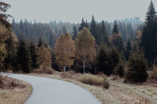 A quiet, winding road through a picturesque autumn forest with colorful leaves.