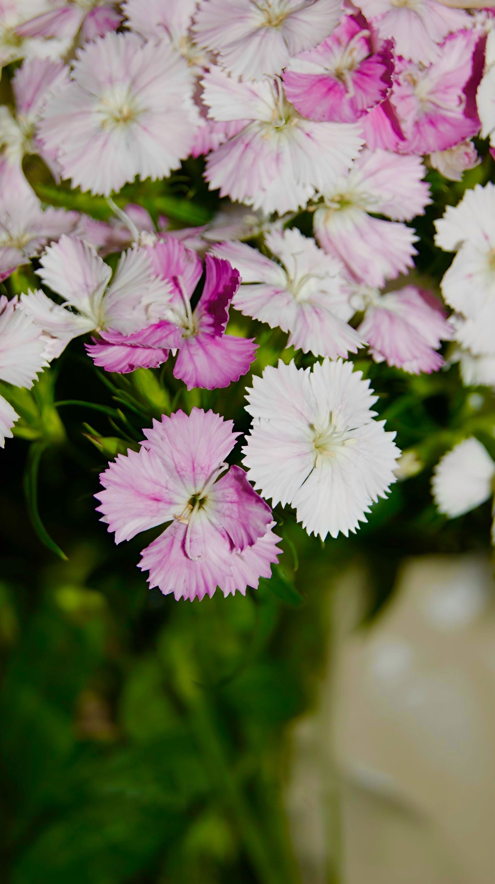 Colorful close-up of pink and white dianthus flowers showcasing fresh petals and greenery.