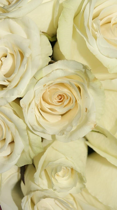 Closeup of a Bouquet of White Roses
