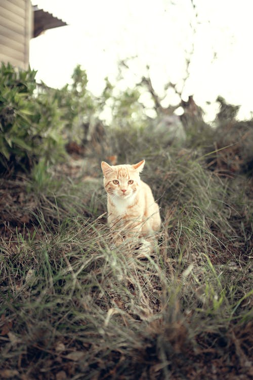 Immagine gratuita di animale domestico, erba, fotografia di animali