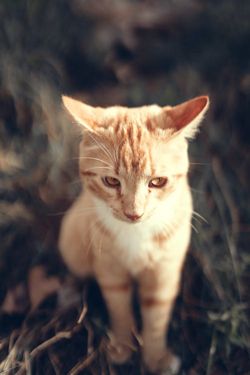 Foto d'estoc gratuïta de fons de pantalla per al mòbil, fotografia d'animals, gat