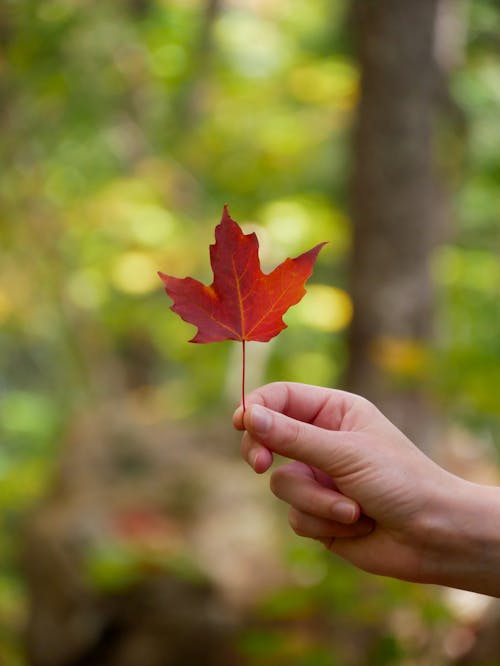 Person Holding a Red Maple Leaf
