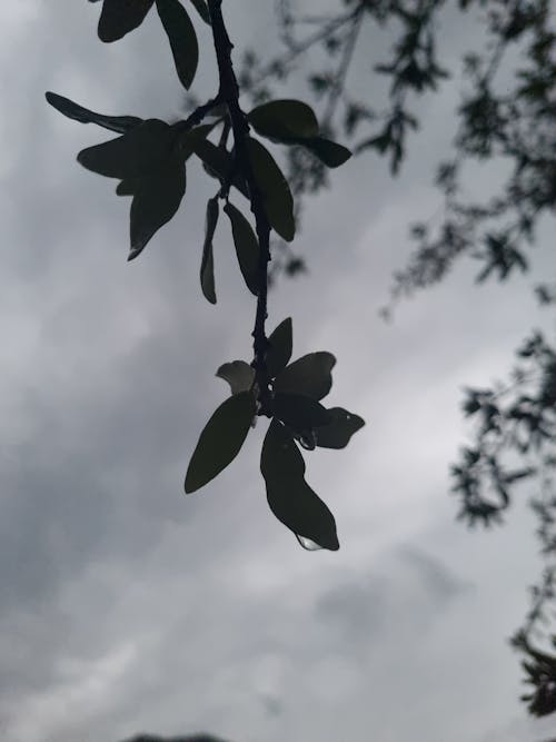 Hoja con gota de agua