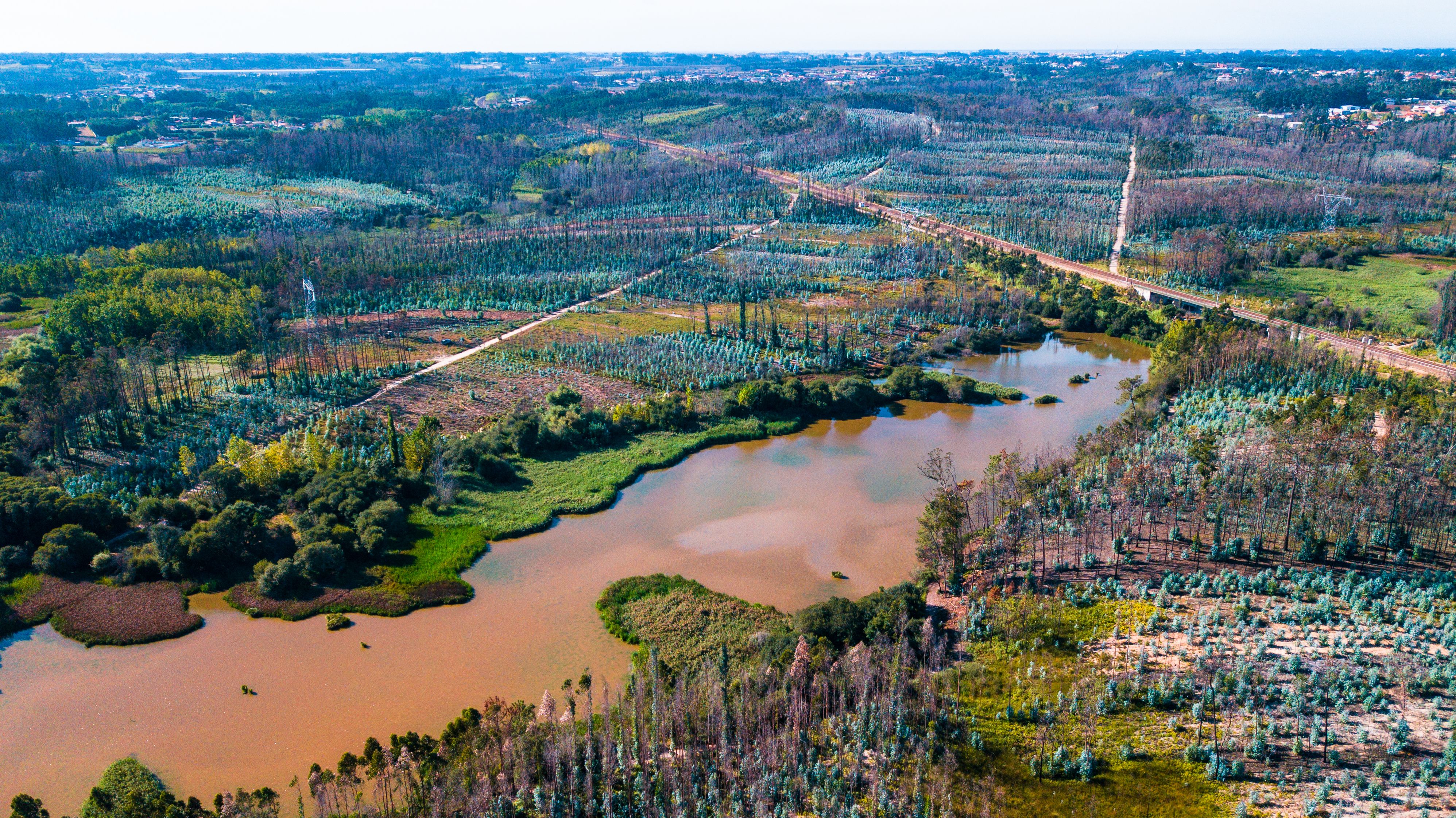 The Forested Floodplains of Congaree National Park
