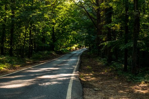 Free A peaceful narrow road winds through a lush forest, bathed in soft sunlight. Stock Photo
