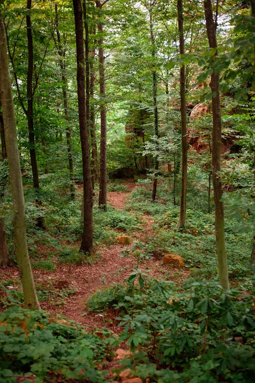 垂直拍攝, 夏天, 森林 的 免費圖庫相片
