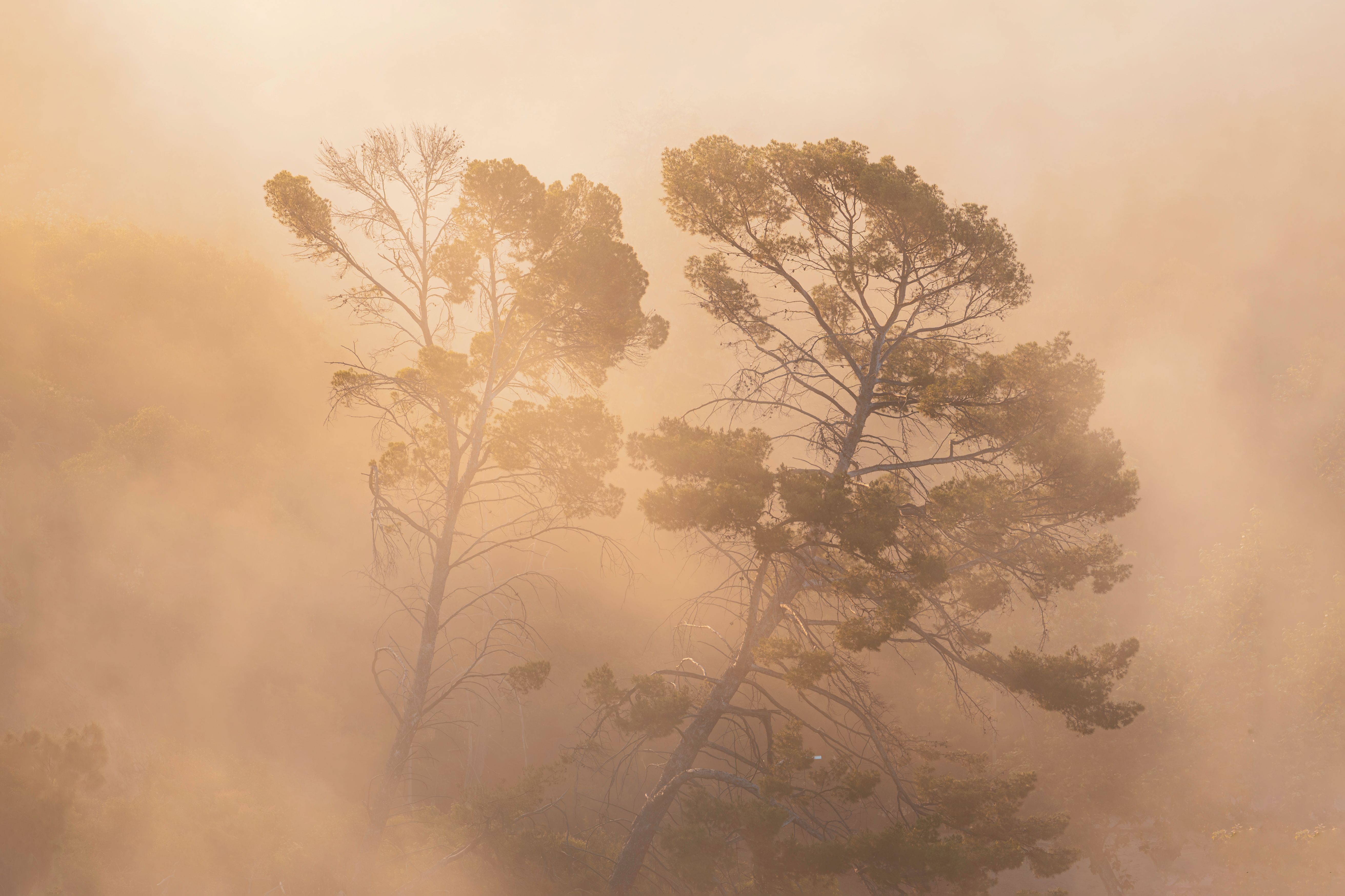 Fog over Trees · Free Stock Photo