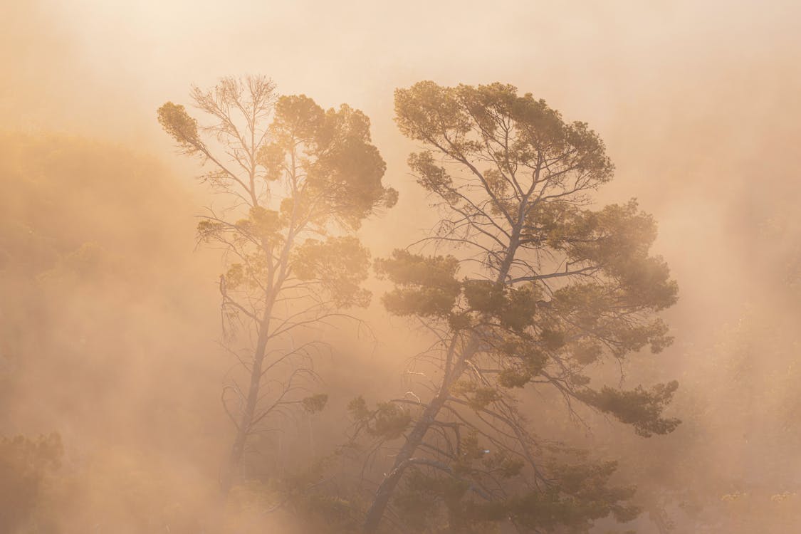 Fog over Trees