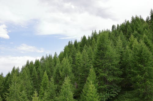 Coniferous Trees on a Hill 
