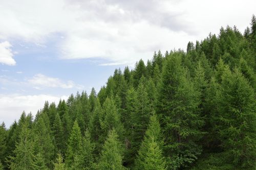 Free A lush green coniferous forest covering a hillside under a blue sky with scattered clouds. Stock Photo