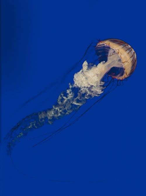 Бесплатное стоковое фото с вертикальный выстрел, глубокий, медуза