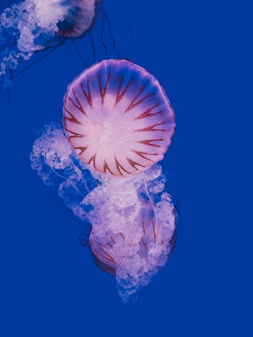 Foto stok gratis air biru, di bawah air, fotografi binatang liar