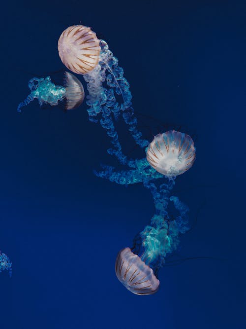 Photo of Jellyfish Underwater 