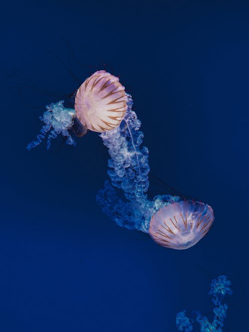 Бесплатное стоковое фото с вертикальный выстрел, глубокий, медуза