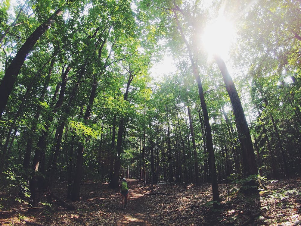бесплатная Бесплатное стоковое фото с деревья, лес, на открытом воздухе Стоковое фото