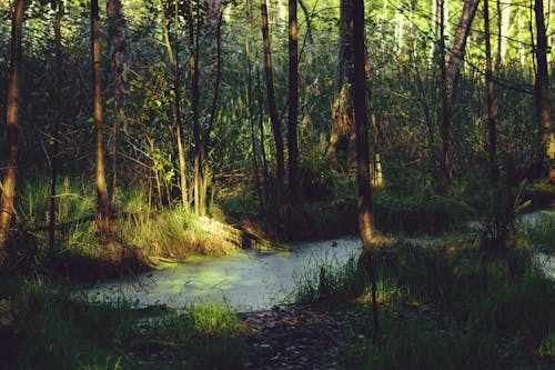 Fotos de stock gratuitas de arboles, bosque, corriente