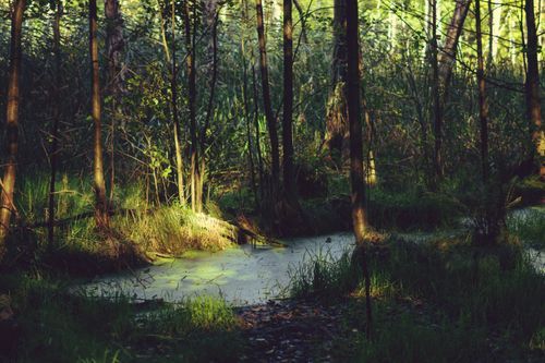 Free Peaceful forest scene with a calm stream and sunlit trees, perfect for nature lovers. Stock Photo