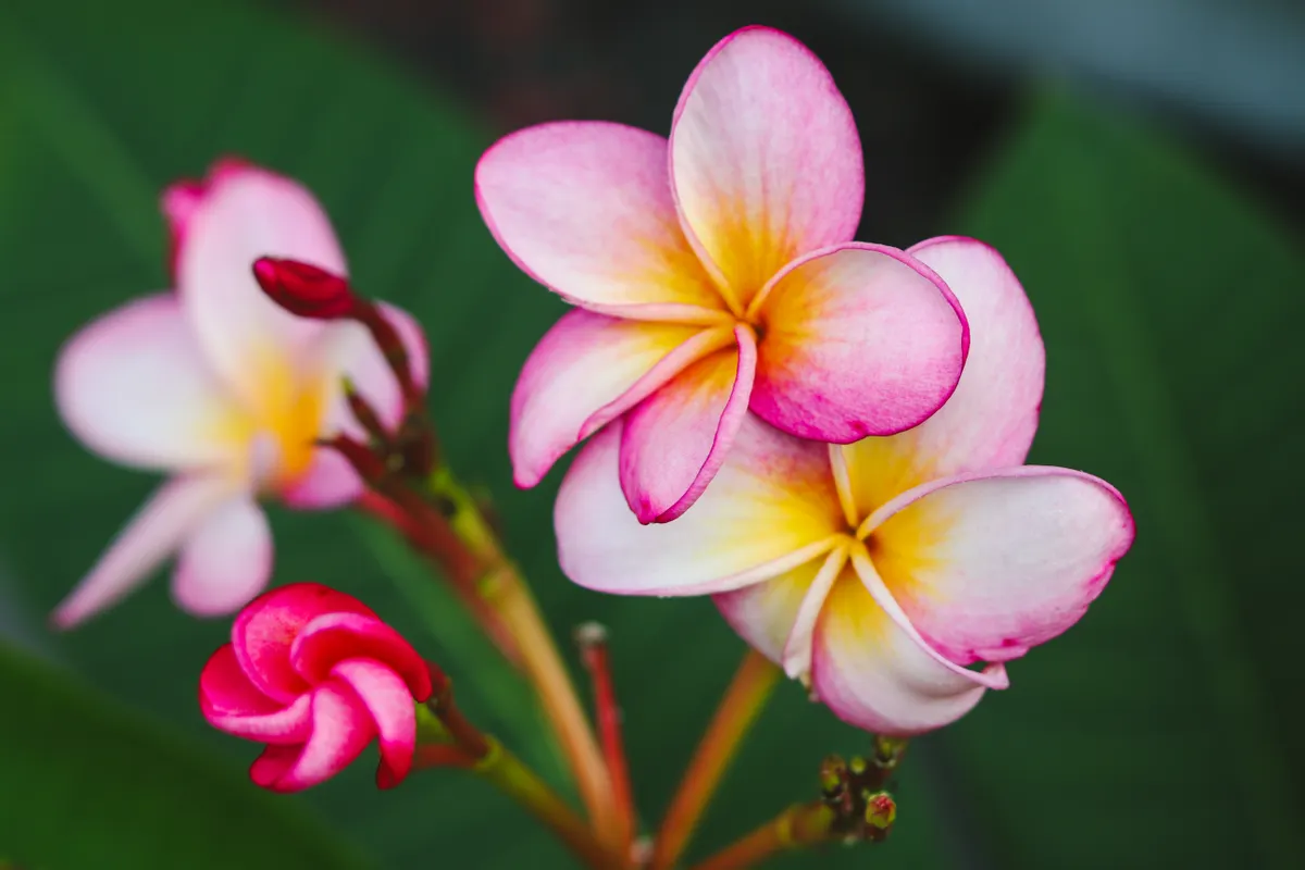 Pink and yellow plumeria blossoms, the classic Hawaii flower used in leis