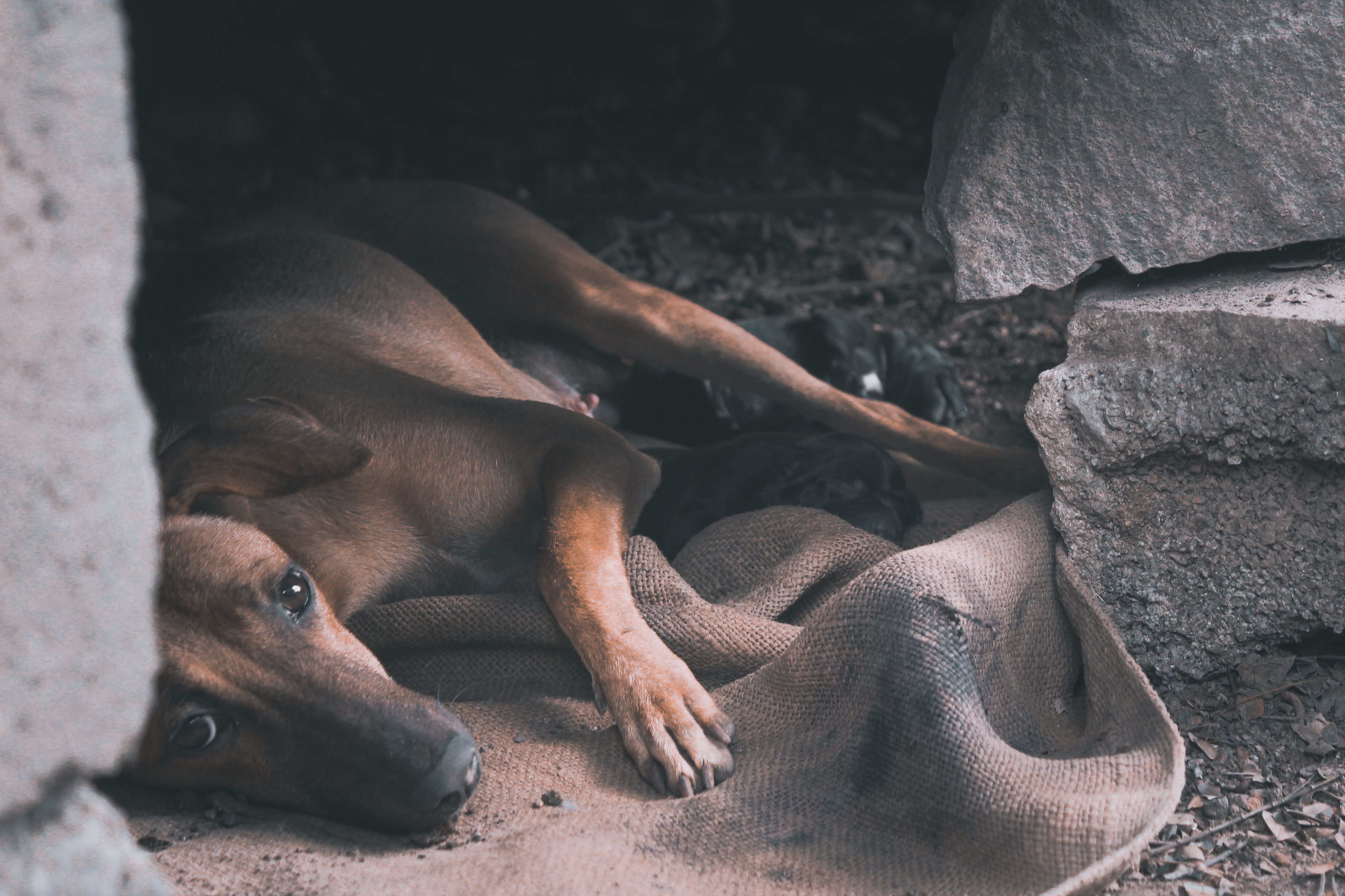 Nashik Stray Dog Protest
