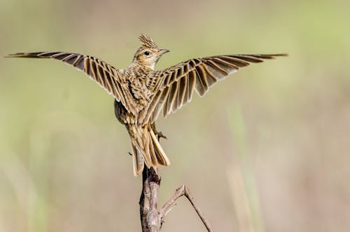 とまる, ひばり, ベンチの無料の写真素材