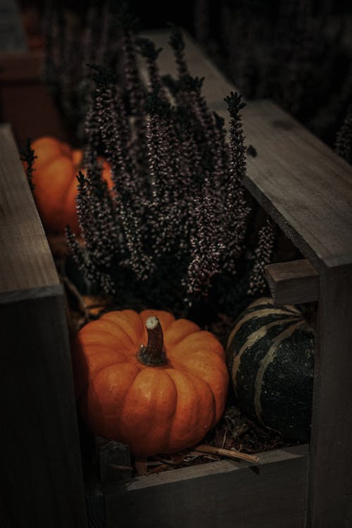 Pumpkins and Lavender 