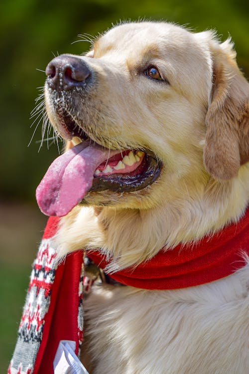 Gratis lagerfoto af hund ansigt, hund elsker, hunde