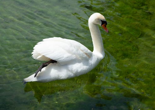 A serene white swan glides gracefully through green waters in Normandy, France.