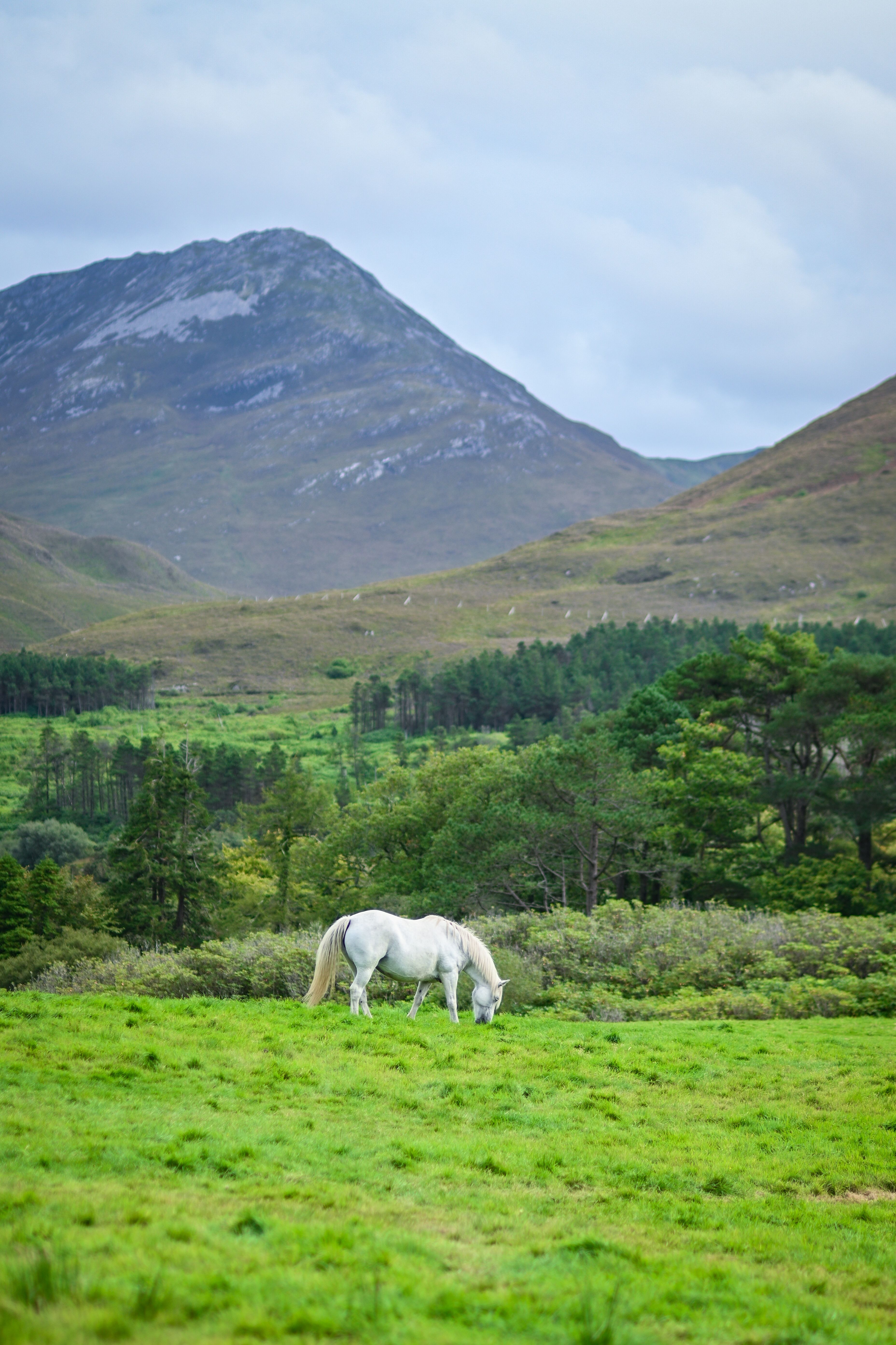 Rural Landscape with Grazing White Horse · Free Stock Photo