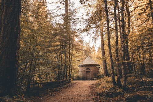 Gratis stockfoto met attractie, bomen, Bos