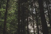 阳光透过高大的树木，在宁静的森林中营造出郁郁葱葱的绿色氛围