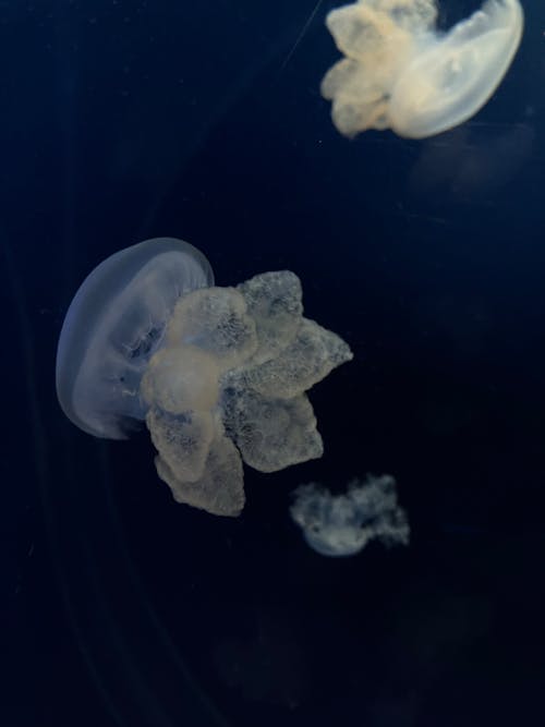 Jellyfish in Sea