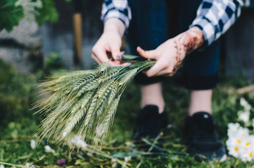 Person Holding Green Leaf