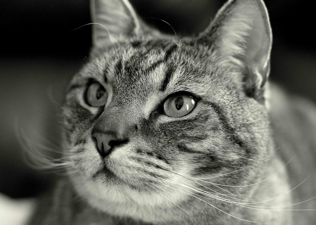 免费 寵物, 貓, 黑與白 的 免费素材图片 素材图片